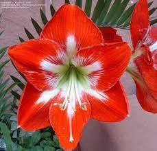 Plantfiles Picture 2 Of Amaryllis Cocktail Hippeastrum Azucena