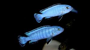 Главная страница > псевдотрофеус ацей нгара , pseudotropheus acei ngara. Pseudotropheus Socolofi Bilder