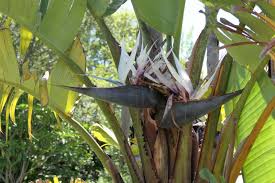 Image result for Strelitzia caudata
