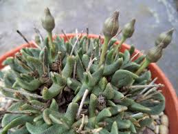 Image result for Hereroa