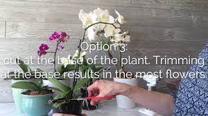 Another significant benefit of orchid pruning is to remove any diseased or dead matter. Where To Cut The Orchid Flower Spike For More Flowers Orchid Bliss