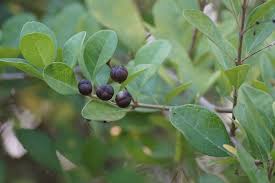 Image result for Volkameria