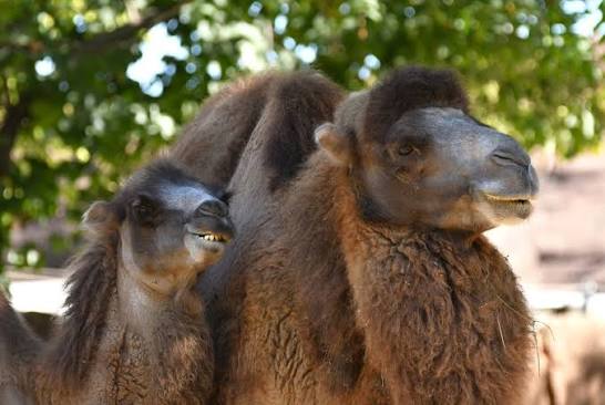 Striking a pose to celebrate World Camel Day! 🐫 Bactrian camels are the  last remaining camel species in the wild and are critically endangered. Our  resident herds at the Saint Louis Zoo