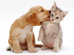 From scots and dialectal northern english, of unclear origin. A Pet Is For Life So Which Is Best For You The Independent The Independent
