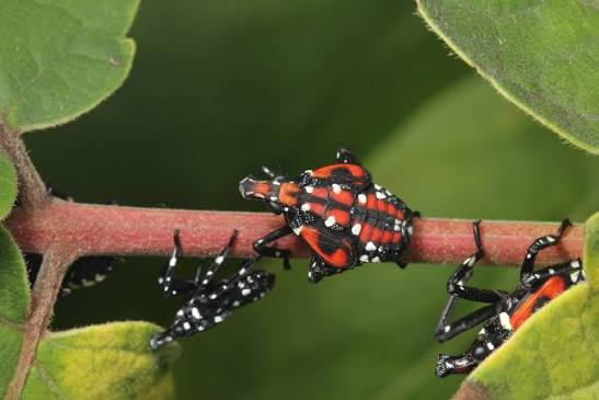 Spotted lanternfly lore: Penn State experts clear up falsehoods about pest | Penn State University