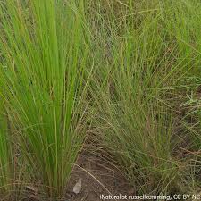 Image result for Sporobolus natalensis