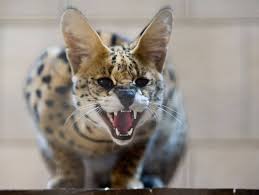 Pinay big booba i made the blunder of telling her and soon