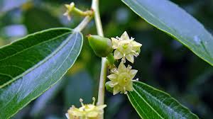 Image result for Rhamnaceae