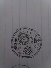 Maybe you would like to learn more about one of these? Mini Animal Cell Celldrawings