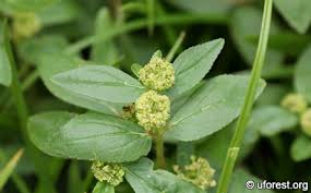 Image result for Euphorbia granulata