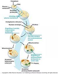 We did not find results for: Why Does Mitochondria Have A Double Membrane Bound Cell Originally Quora