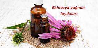 Ekinezyanin Faydalari Nelerdir Ekinezya Cayi Neye Iyi Gelir