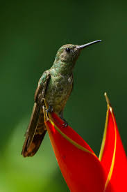 Image result for Bulbostylis scabricaulis