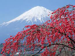 Segredos Da Cerejeira Japonesa Minhas Plantas
