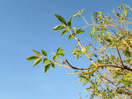 It's abundant throughout the uk, in woods and along roadside hedgerows. Elder Sambucus Nigra How To Identify Elder A Guide From Tcv