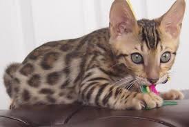 See more of ashmiyah bengal cats of australia on facebook. Animal Bengal Kittens Leopardcraze Bengals And Savannahs Bengal Kittens Cats Rosetted Mink Adorable Cute G Bengal Kitten Bengal Cat Kittens Bengal Cat For Sale
