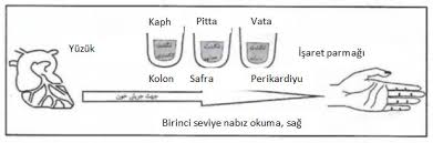 Pulsus parvus et tardus (plato nabız) • aort kapak darlğında ağır ağır yükselen, düşük amplitüdlü, zirveye geç ulaşan küçük ve geç nabız palpe edilir. Ayurveda Ve Nabiz Ame Terapi I Ayurvedik Psikoterapi