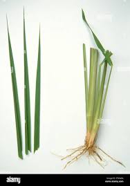 Image result for Cymbopogon nardus