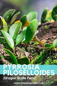 Image result for Pyrrosia