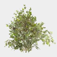 Low Poly Pbr Bush 3d Model Trees To Plant Plants Plants Are Friends