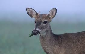 1340am kgfw has been serving kearney and buffalo county since 1927 as major source for news, sports and weather. Deer Management