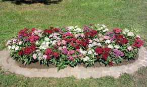Egyptian star flower, egyptian star cluster, characteristics and description. Pentas Lanceolata Egyptian Star Cluster Or Star Flower J J Lawn Service Inc
