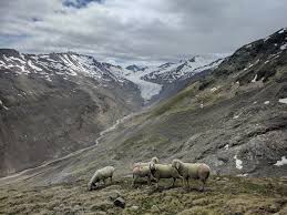 I Came Across Some Impressive Views And Unimpressed Sheep High In Tirol Taken A Good Chunk Of The Way Up The Stunni Travel Inspiration Travel Places To Travel