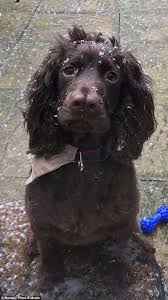 Cocker Spaniel Cocker Spaniel Spaniel Puppies Cocker Spaniel Puppies