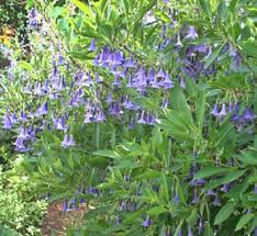 Image result for Iochroma