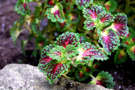 Image result for Coleus melleri