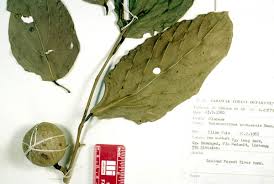 Image result for Strombosiopsis tetrandra