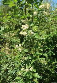 Image result for Clematis uhehensis