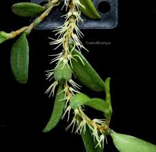 Image result for Bulbophyllum scaberulum
