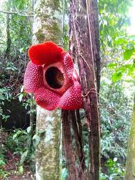Nama bunga raflesia arnoldi berasal dari. Perbedaan Bunga Rafflesia Dan Bunga Bangkai Garuda Bengkulu