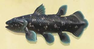 In fact, it's so rare that people thought that the coelacanth went extinct around 66 million years ago. How To Catch A Coelacanth In Animal Crossing New Horizons Tips Prima Games