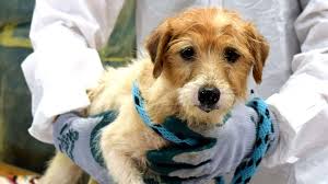 Maybe you would like to learn more about one of these? 188 Dogs Living In Squalor Removed From New Jersey Home Abc News