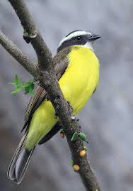 Birds Native To Georgia Usa Social Flycatcher Maya X Takay Flycatcher Bird Life List Pet Birds