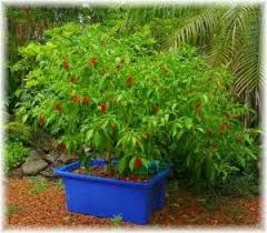 Some of the plants with curled leaves are in the same pot as the healthy looking plants. The Garden Chili Chilli Plant Pepper Plants Plants