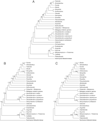 Image result for Antherotoma densiflora