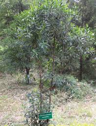 Image result for Warburgia ugandensis