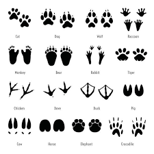 Download Easy To Draw Animal Footprints Novocom Top