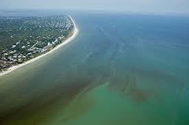 red tide is devastating floridas sea life are humans to blame