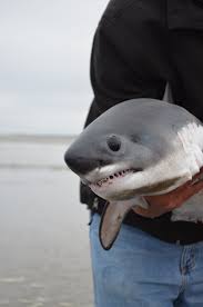 The great white shark (carcharodon carcharias), also known as the white shark, white pointer, or simply great white, is a species of large mackerel shark which can be found in the coastal surface waters of all the major oceans. Newt This Baby Great White Shark Is The Cutest Thing