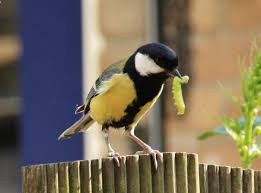 Myrte begon jaren geleden met het tekenen van een ijsvogeltje en kon daarna niet meer stoppen met het tekenen van vogels. Natuurlijk Delfland Vraagt Aandacht Voor De Pimpelmees En Koolmees Dieren Op Westlanders Nu