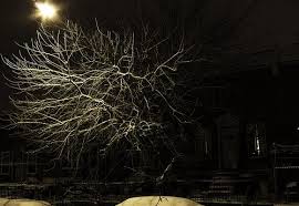 Winter Sreet Light Light Snow Covered Trees Street Light