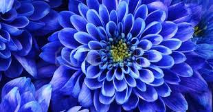 Aster September Birth Flower Tattoos Aster Flower Tattoos Birth Month Flowers