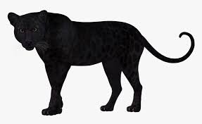 Check out our leopard logo selection for the very best in unique or custom, handmade pieces from our graphic design shops. Black Leopard Transparent Background Hd Png Download Kindpng