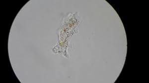 Check spelling or type a new query. Unicellular Amoeba Motion Under Microscope Stock Footage Video 100 Royalty Free 5696195 Shutterstock