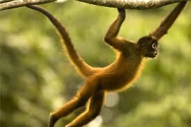 Amazon Rainforest Animals Rainforest Animals Amazon Rainforest Animals Spider Monkey