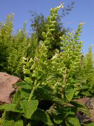 Image result for Teucrium